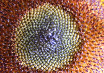 Fibonacci