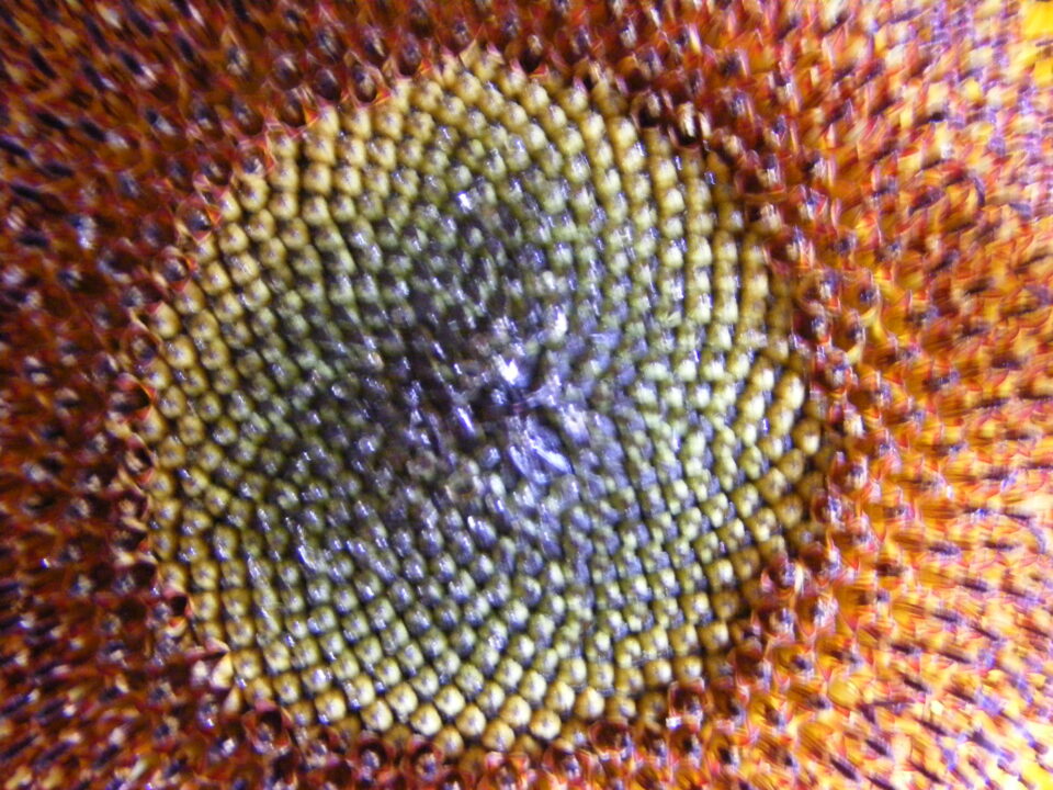 Sonnenblume